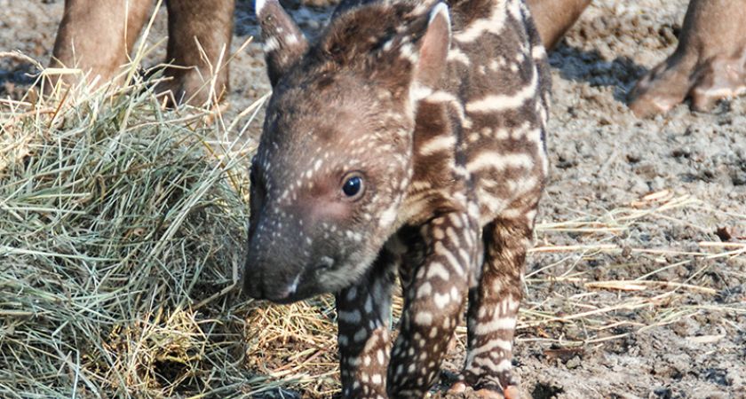 Mayla, kleine Schönheit, geboren am 17. Februar